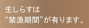 生しらすは“禁漁期間”が有ります。